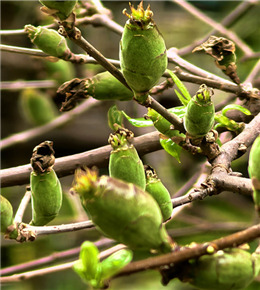 第一次见腊梅果