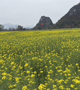 出来溜车，偶遇一片油菜花