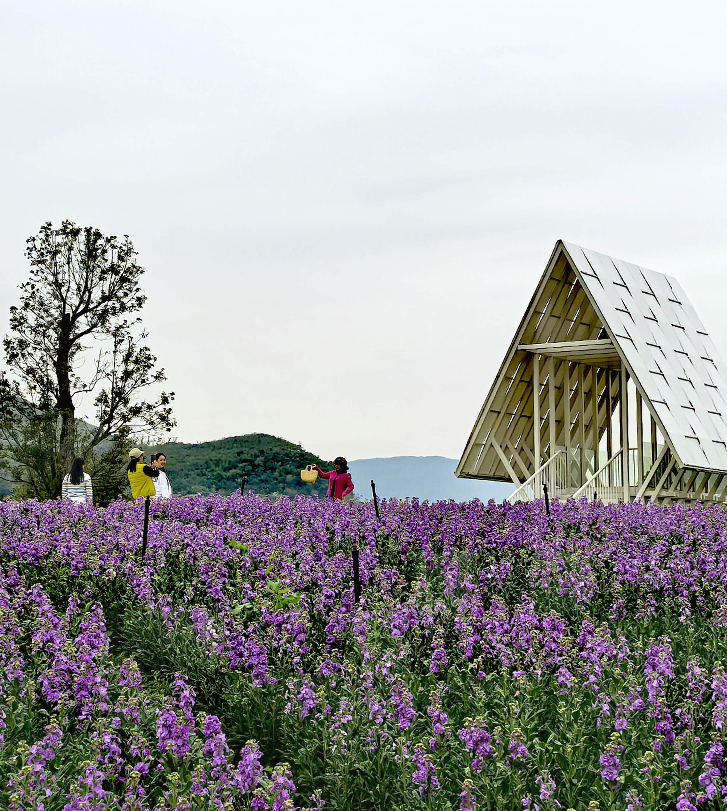 仲春漫游莲花源花海