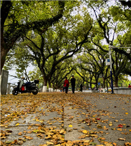 落叶入诗（手机片）