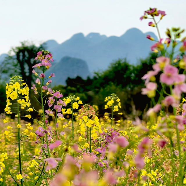 观龙门石灰洲油菜花