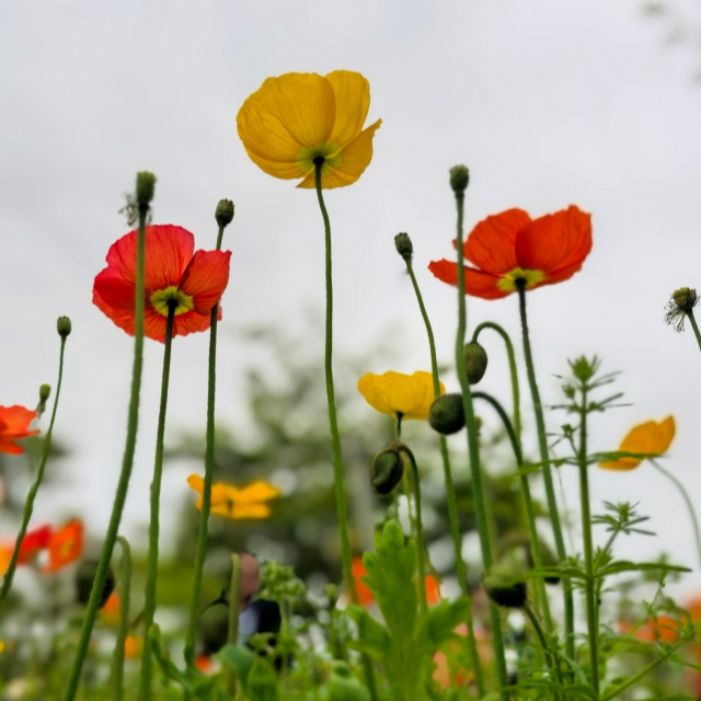 花间酿春光（手机片）
