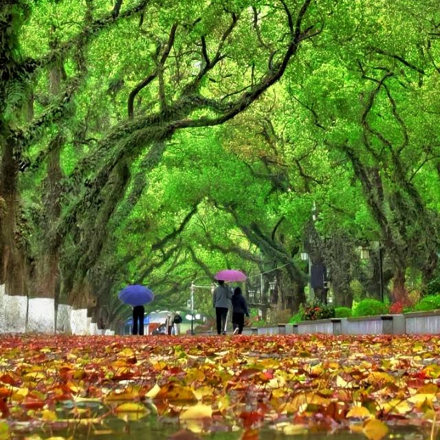 滨江路:一半新绿、一半秋黄
