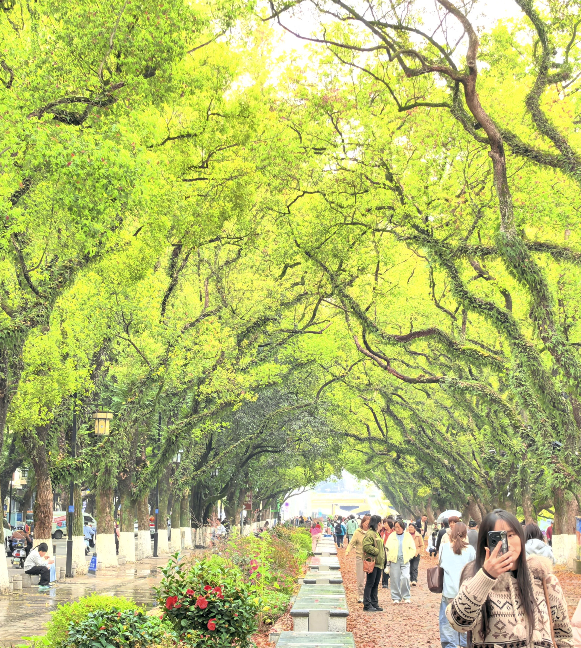 桂林滨江路仲春落叶