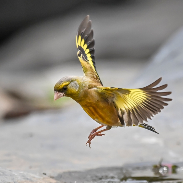 一坨金子坠地，见者有份