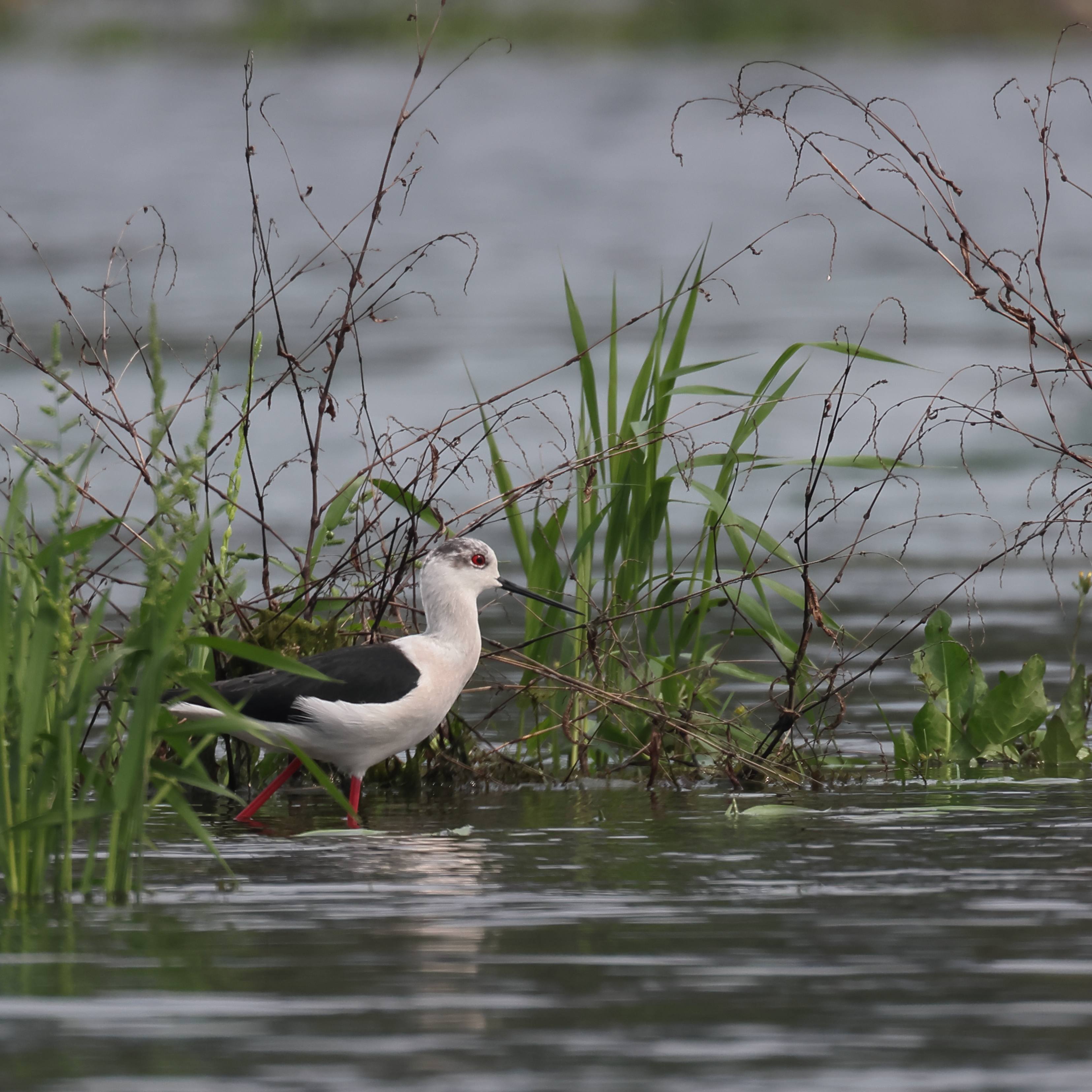 漓江边拍了几个鸟