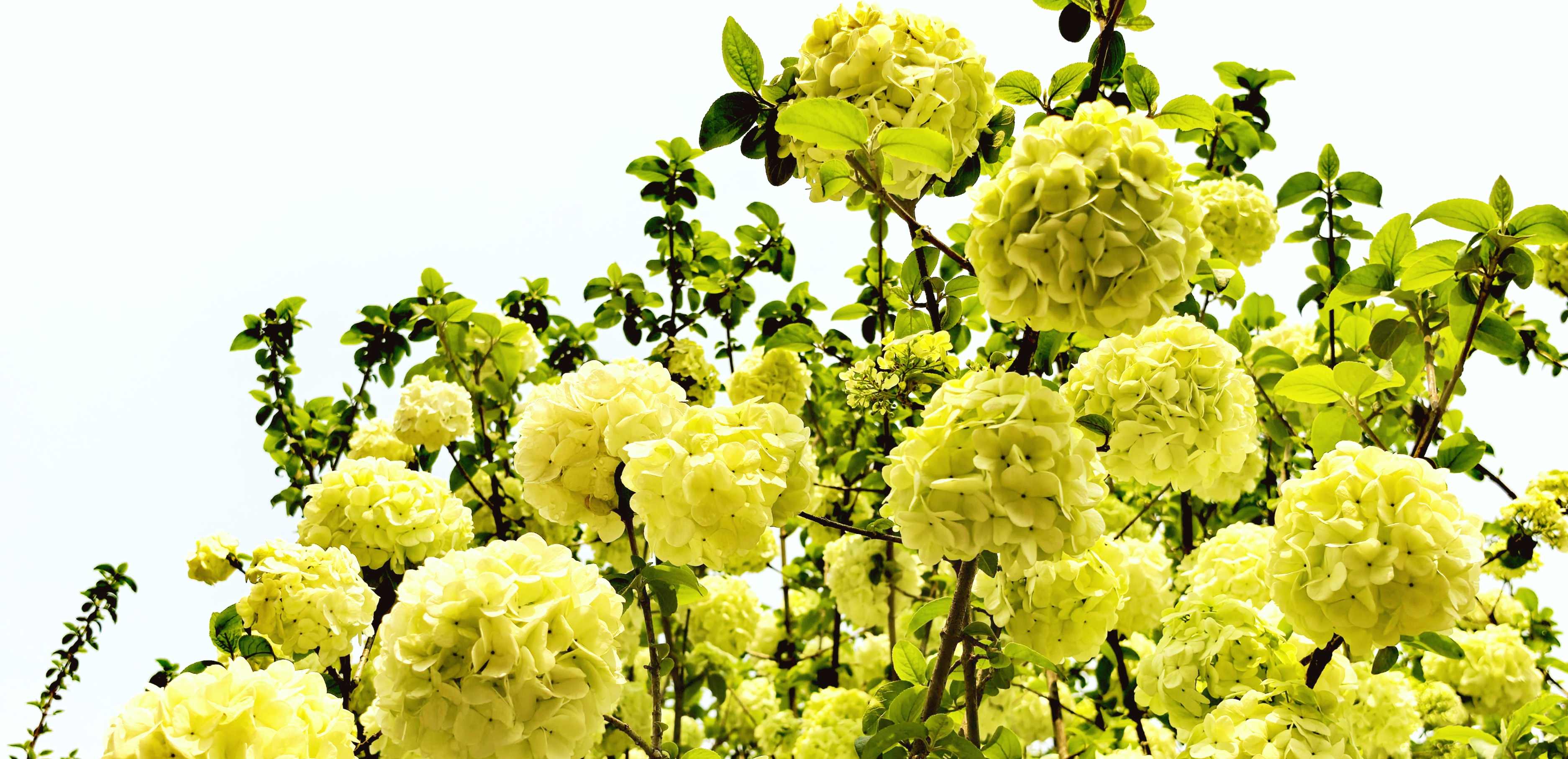 南溪山公园绣球花