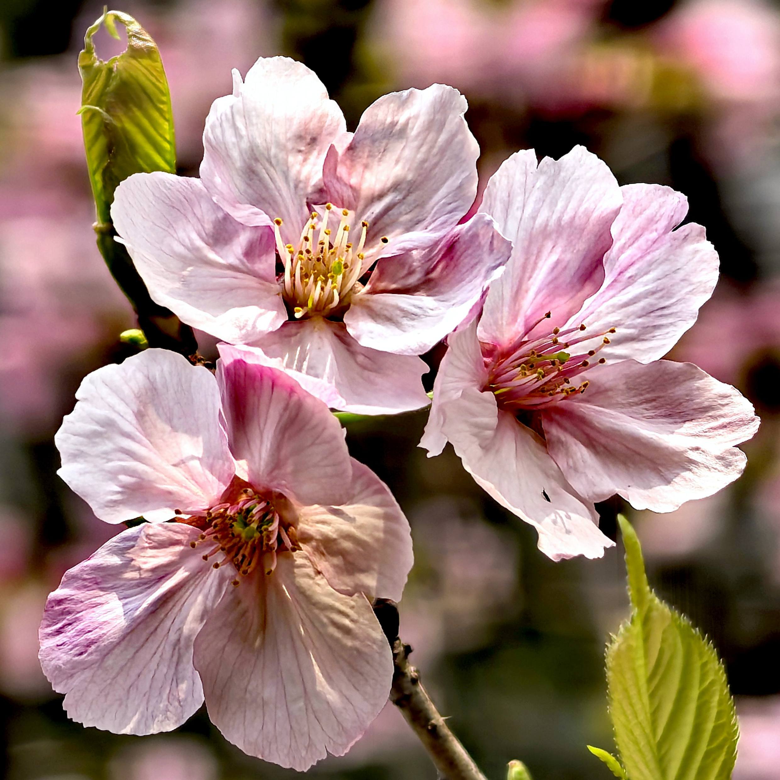 南溪山随拍花美景新