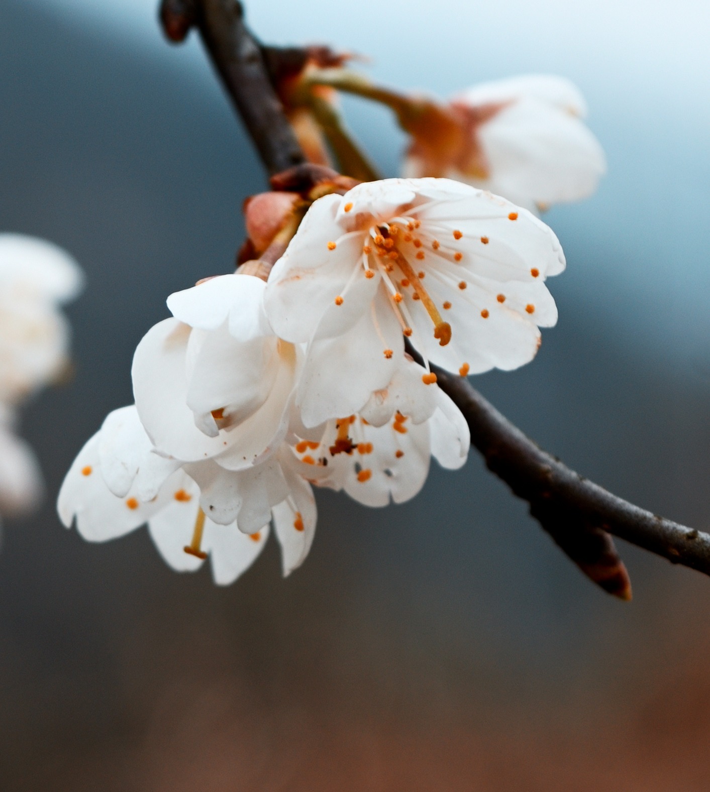 春日樱花（本地原生野樱花）