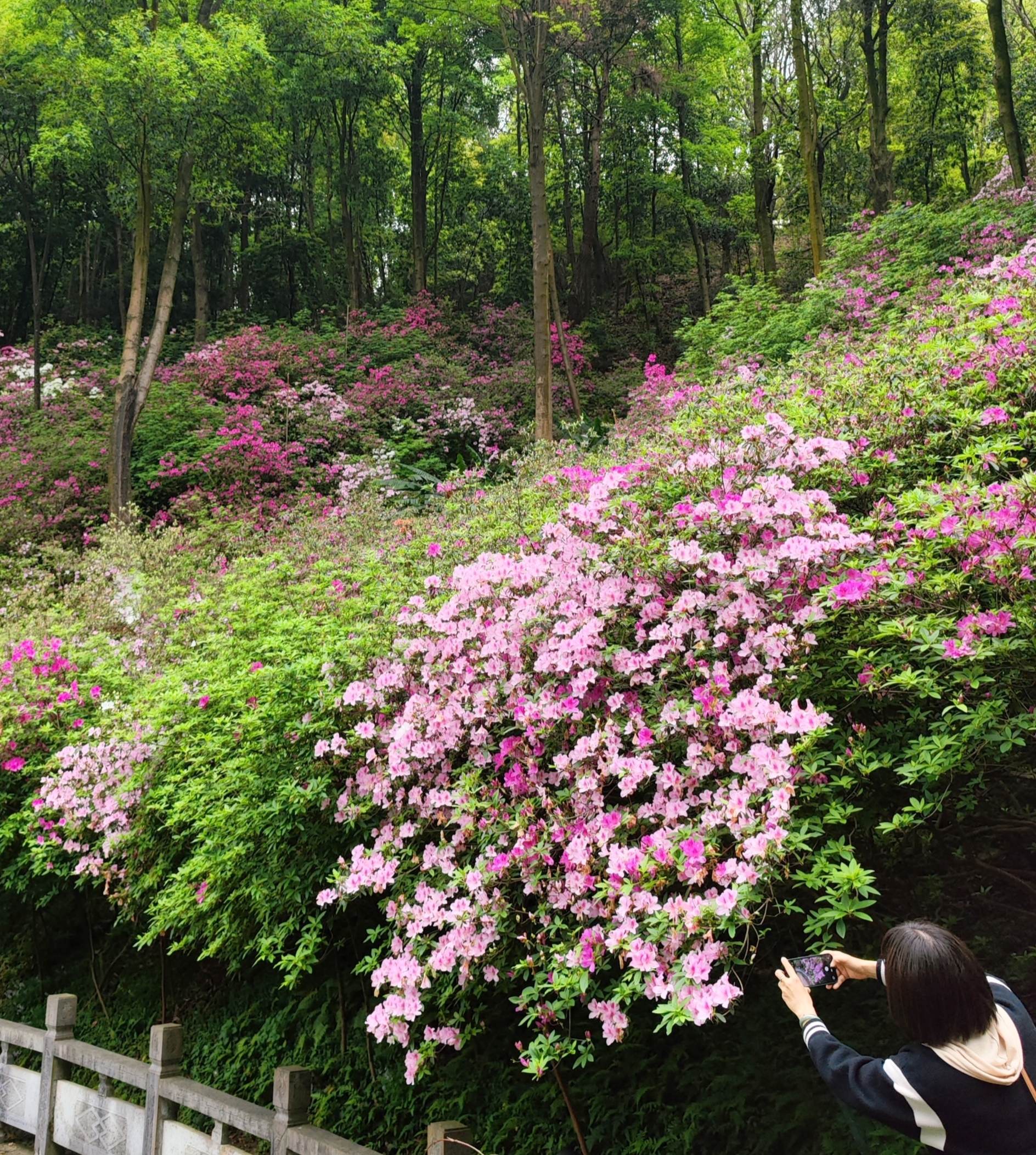 雁山植物园的映山红开得漫山遍野