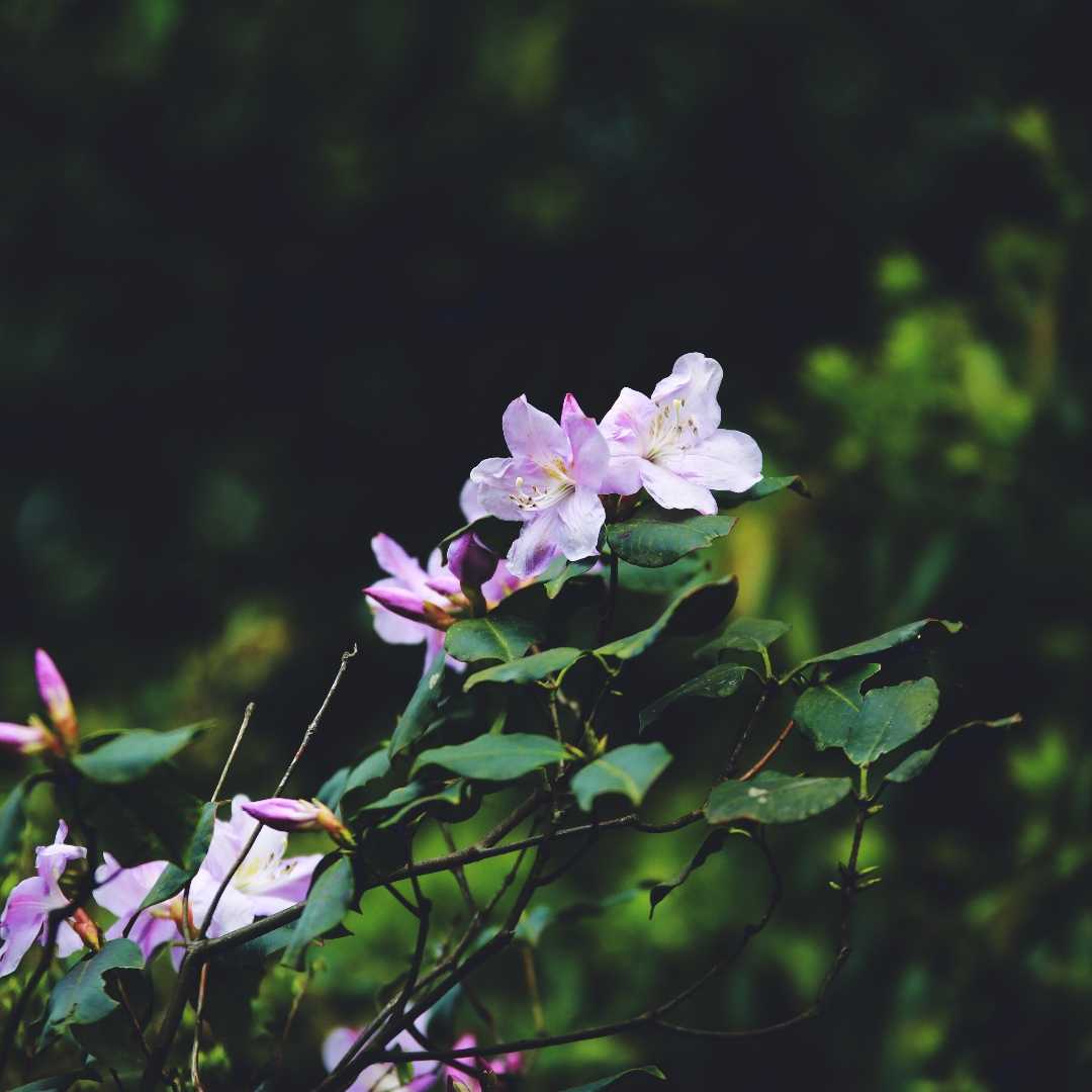 尧山上盛开的高山杜鹃花