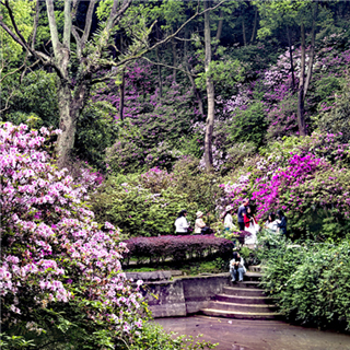 桂林植物园杜鹃盛开