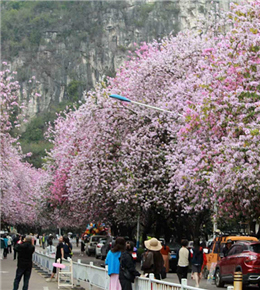 烟花三月下柳州