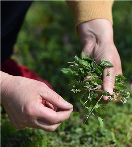 挖野菜做美食