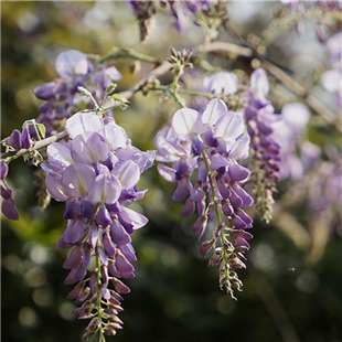 紫藤花开了