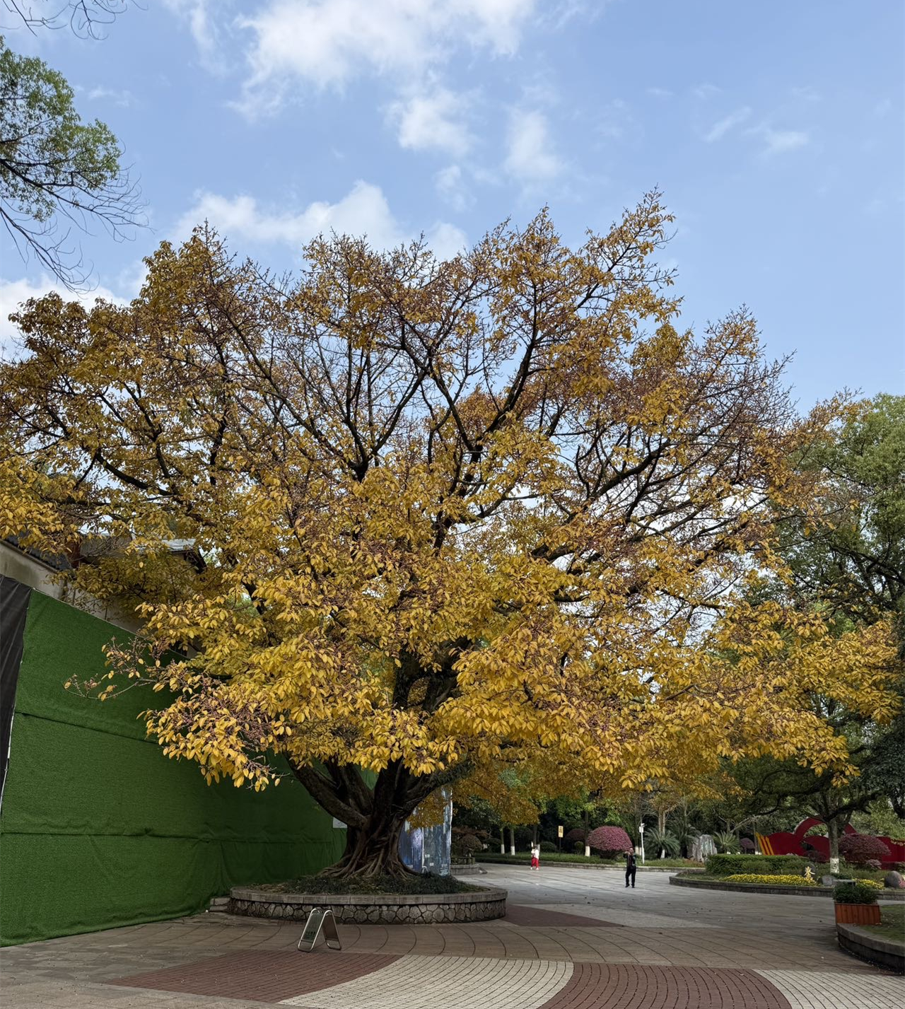 芦笛岩下的黄金榕