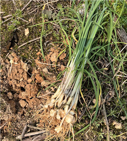 寻找桂林山野里春天的味道