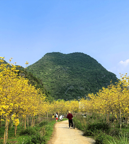 赏雁山黄花风铃木
