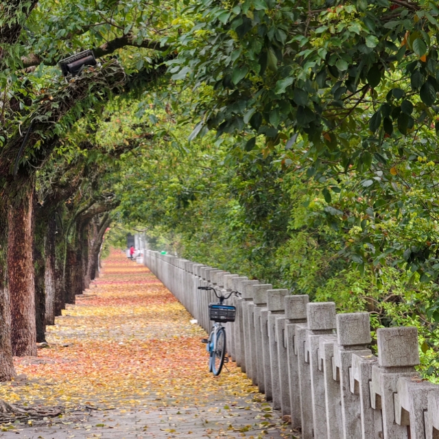 春与秋，新芽与旧叶，汇成美景