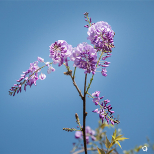 园博园的紫藤花