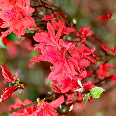 暮春山野赏杜鹃
