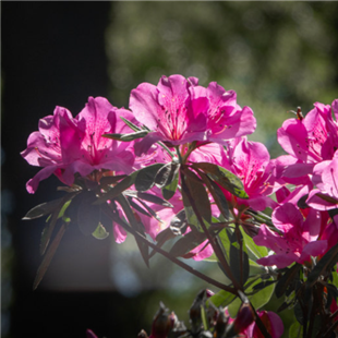 在植物园里赏杜鹃