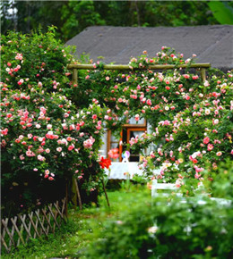 桂林市郊哈尼花园，花开正好