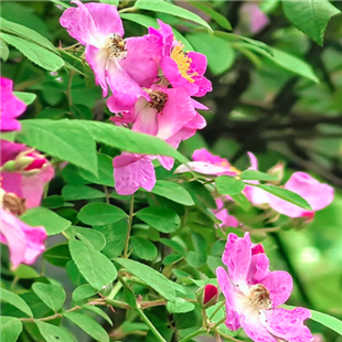 偶遇野蔷薇开花