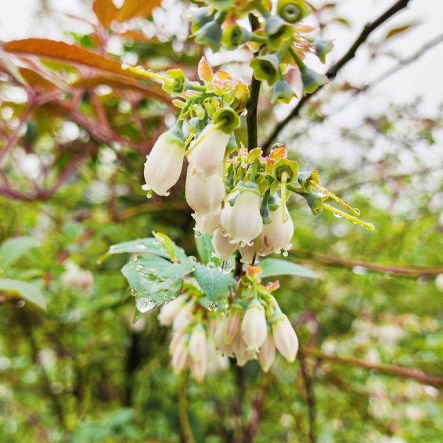 蓝莓花开